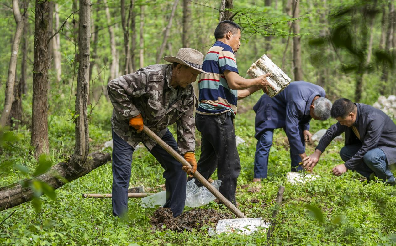 2025年4月16日，江西新余，仙女湖區(qū)河下鎮(zhèn)花園村林場，人們正在搬運、栽植靈芝菌棒。